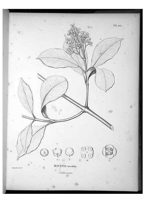 Reproducción/Reproduction 49556584101: Nova genera et species plantarum :. Antverpiae :Ex officina Christophori Plantini ...,1576.. 