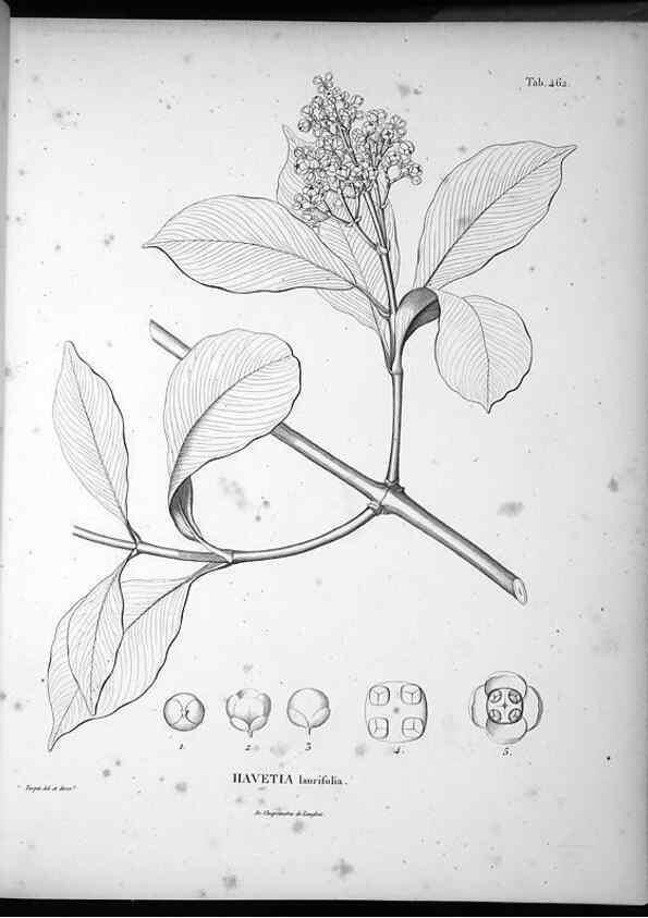 Reproducción/Reproduction 49556584101: Nova genera et species plantarum :. Antverpiae :Ex officina Christophori Plantini ...,1576.. 