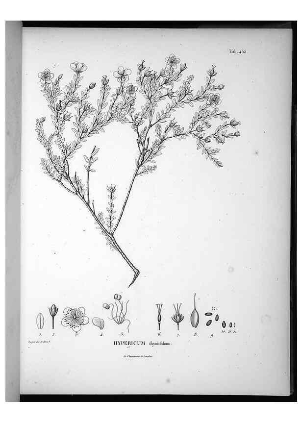 Reproducción/Reproduction 49556085938: Nova genera et species plantarum :. Antverpiae :Ex officina Christophori Plantini ...,1576.. 