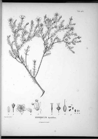 Reproducción/Reproduction 49556085938: Nova genera et species plantarum :. Antverpiae :Ex officina Christophori Plantini ...,1576.. 