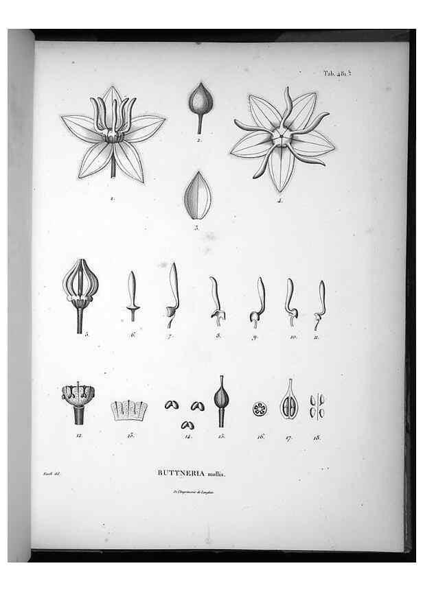 Reproducción/Reproduction 49556587641: Nova genera et species plantarum :. Antverpiae :Ex officina Christophori Plantini ...,1576.. 