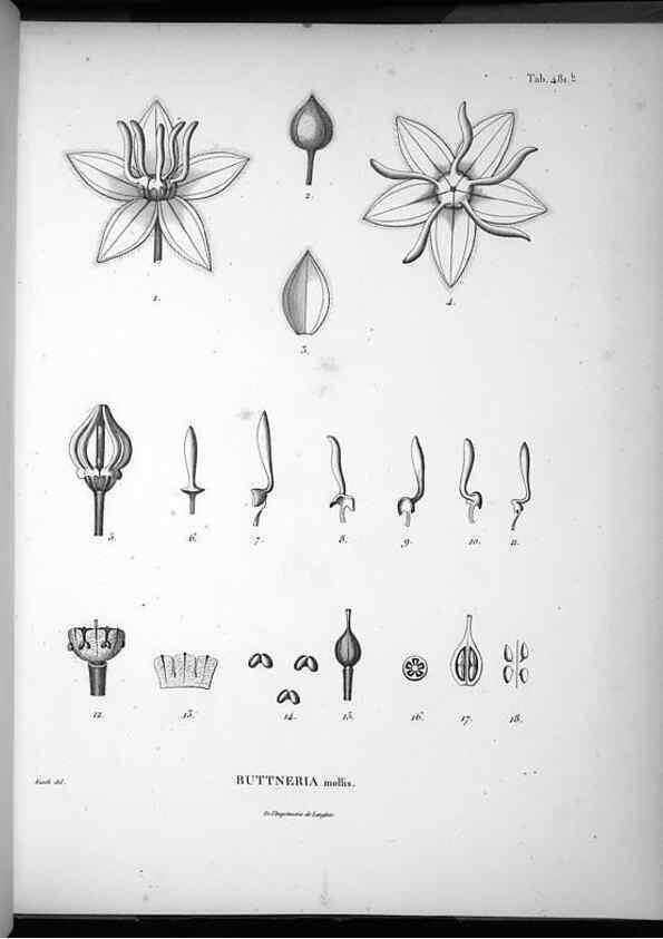 Reproducción/Reproduction 49556587641: Nova genera et species plantarum :. Antverpiae :Ex officina Christophori Plantini ...,1576.. 