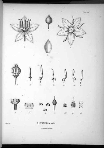 Reproducción/Reproduction 49556587641: Nova genera et species plantarum :. Antverpiae :Ex officina Christophori Plantini ...,1576.. 