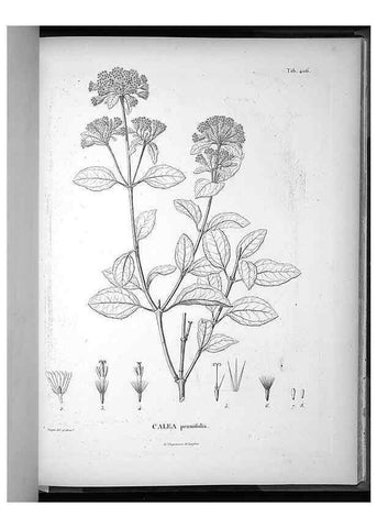 Reproducción/Reproduction 49556022083: Nova genera et species plantarum :. Antverpiae :Ex officina Christophori Plantini ...,1576.. 
