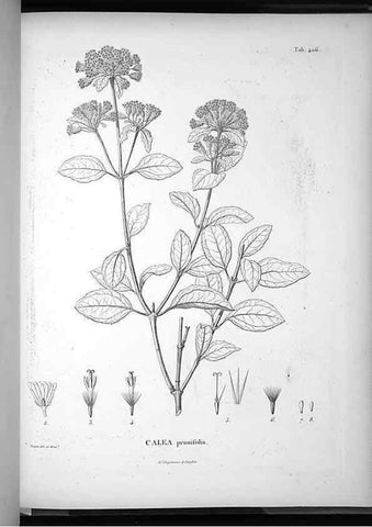 Reproducción/Reproduction 49556022083: Nova genera et species plantarum :. Antverpiae :Ex officina Christophori Plantini ...,1576.. 