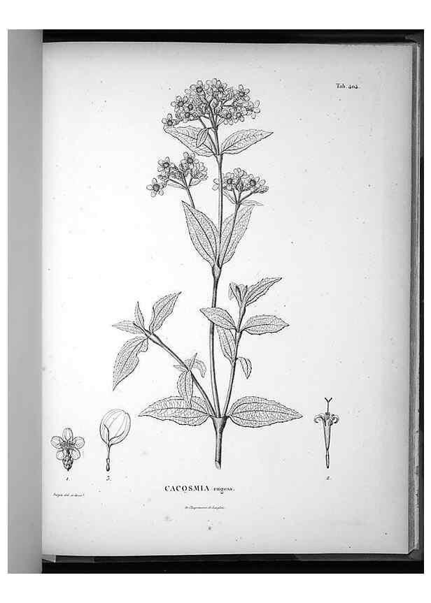 Reproducción/Reproduction 49556753807: Nova genera et species plantarum :. Antverpiae :Ex officina Christophori Plantini ...,1576.. 