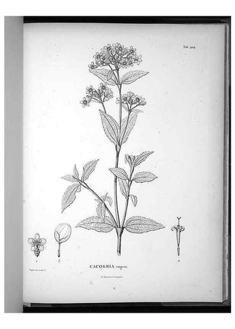 Reproducción/Reproduction 49556753807: Nova genera et species plantarum :. Antverpiae :Ex officina Christophori Plantini ...,1576.. 