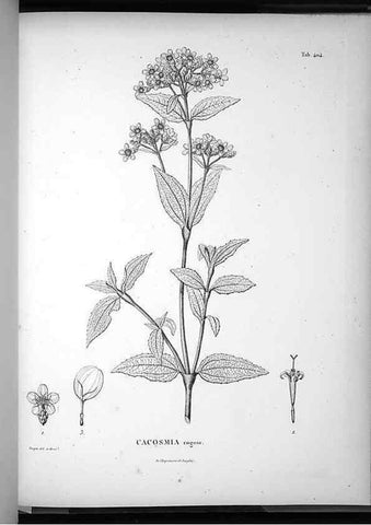 Reproducción/Reproduction 49556753807: Nova genera et species plantarum :. Antverpiae :Ex officina Christophori Plantini ...,1576.. 