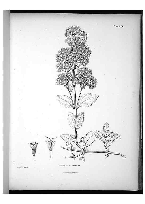 Reproducción/Reproduction 49556742912: Nova genera et species plantarum :. Antverpiae :Ex officina Christophori Plantini ...,1576.. 