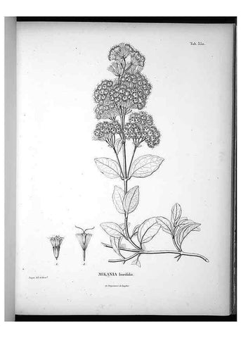 Reproducción/Reproduction 49556742912: Nova genera et species plantarum :. Antverpiae :Ex officina Christophori Plantini ...,1576.. 