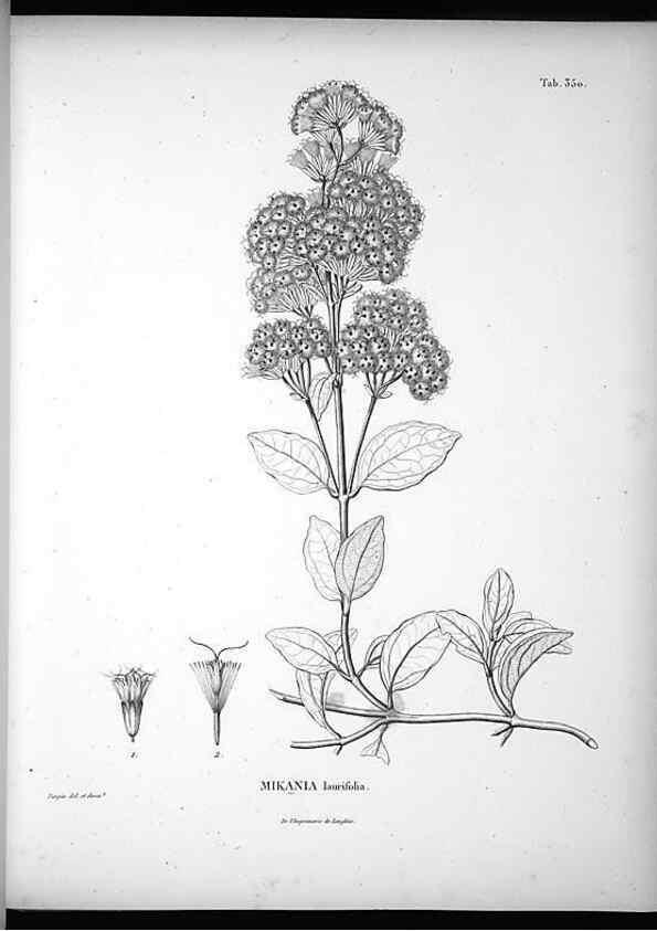 Reproducción/Reproduction 49556742912: Nova genera et species plantarum :. Antverpiae :Ex officina Christophori Plantini ...,1576.. 