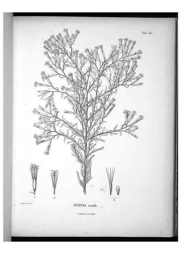 Reproducción/Reproduction 49556743132: Nova genera et species plantarum :. Antverpiae :Ex officina Christophori Plantini ...,1576.. 
