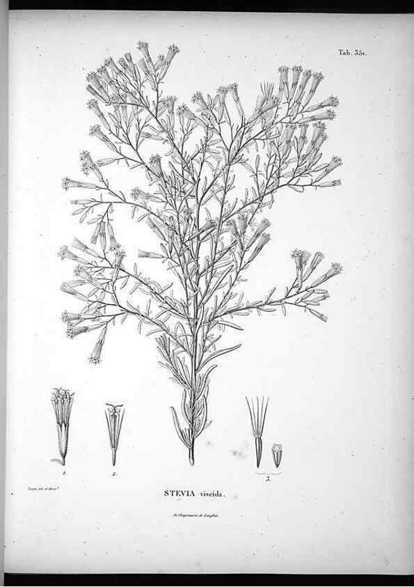 Reproducción/Reproduction 49556743132: Nova genera et species plantarum :. Antverpiae :Ex officina Christophori Plantini ...,1576.. 