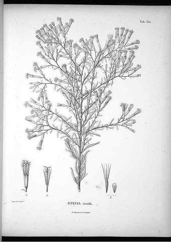 Reproducción/Reproduction 49556743132: Nova genera et species plantarum :. Antverpiae :Ex officina Christophori Plantini ...,1576.. 