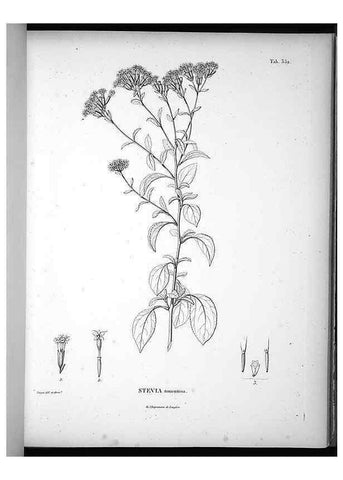 Reproducción/Reproduction 49556743332: Nova genera et species plantarum :. Antverpiae :Ex officina Christophori Plantini ...,1576.. 