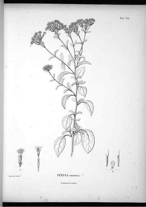 Reproducción/Reproduction 49556743332: Nova genera et species plantarum :. Antverpiae :Ex officina Christophori Plantini ...,1576.. 