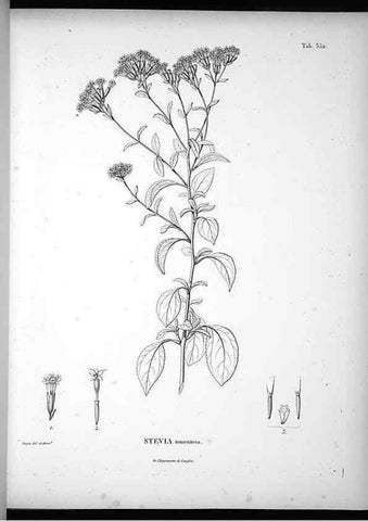 Reproducción/Reproduction 49556743332: Nova genera et species plantarum :. Antverpiae :Ex officina Christophori Plantini ...,1576.. 
