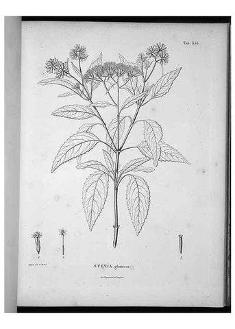 Reproducción/Reproduction 49556507001: Nova genera et species plantarum :. Antverpiae :Ex officina Christophori Plantini ...,1576.. 