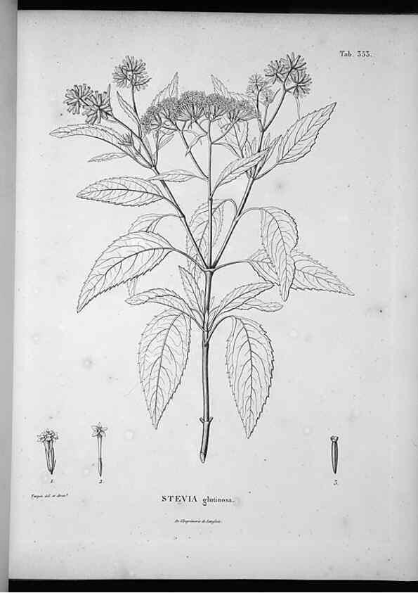 Reproducción/Reproduction 49556507001: Nova genera et species plantarum :. Antverpiae :Ex officina Christophori Plantini ...,1576.. 