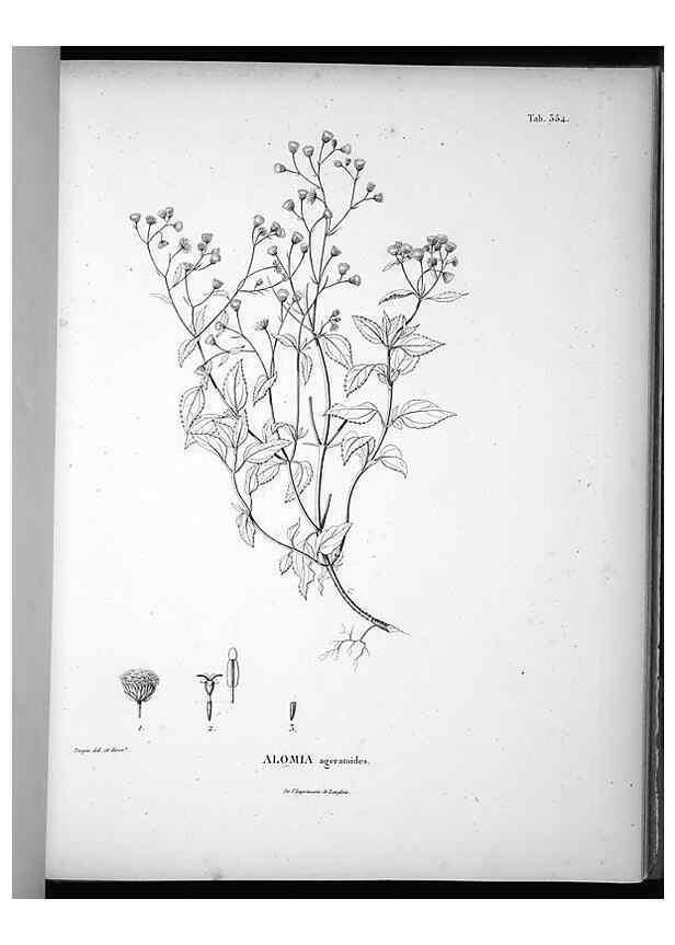 Reproducción/Reproduction 49556011913: Nova genera et species plantarum :. Antverpiae :Ex officina Christophori Plantini ...,1576.. 