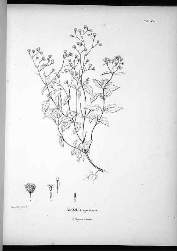 Reproducción/Reproduction 49556011913: Nova genera et species plantarum :. Antverpiae :Ex officina Christophori Plantini ...,1576.. 