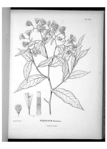 Reproducción/Reproduction 49556507426: Nova genera et species plantarum :. Antverpiae :Ex officina Christophori Plantini ...,1576.. 