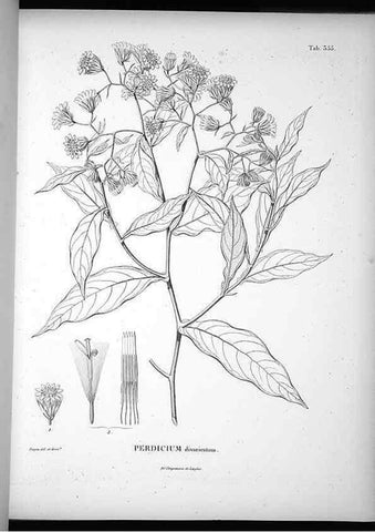 Reproducción/Reproduction 49556507426: Nova genera et species plantarum :. Antverpiae :Ex officina Christophori Plantini ...,1576.. 
