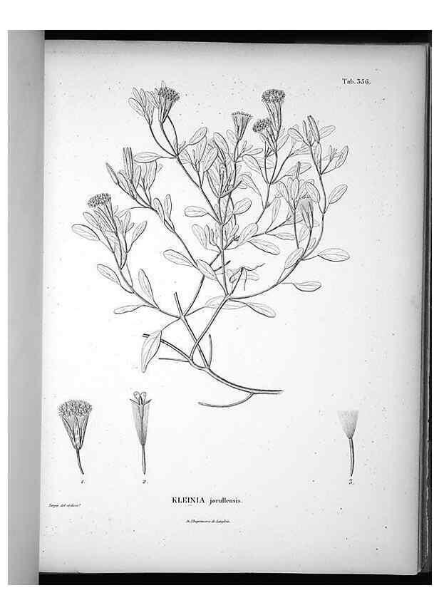 Reproducción/Reproduction 49556012308: Nova genera et species plantarum :. Antverpiae :Ex officina Christophori Plantini ...,1576.. 