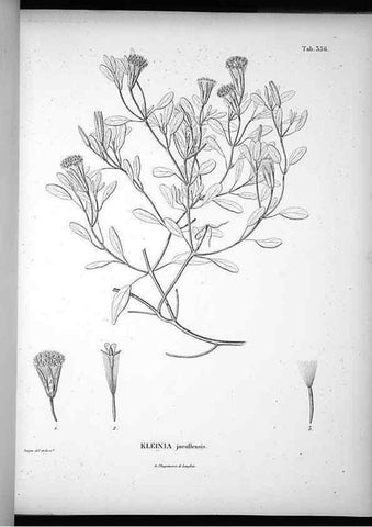 Reproducción/Reproduction 49556012308: Nova genera et species plantarum :. Antverpiae :Ex officina Christophori Plantini ...,1576.. 