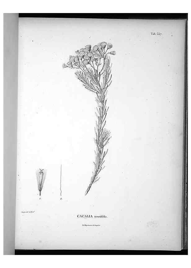 Reproducción/Reproduction 49556012508: Nova genera et species plantarum :. Antverpiae :Ex officina Christophori Plantini ...,1576.. 