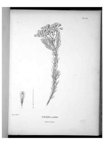 Reproducción/Reproduction 49556012508: Nova genera et species plantarum :. Antverpiae :Ex officina Christophori Plantini ...,1576.. 