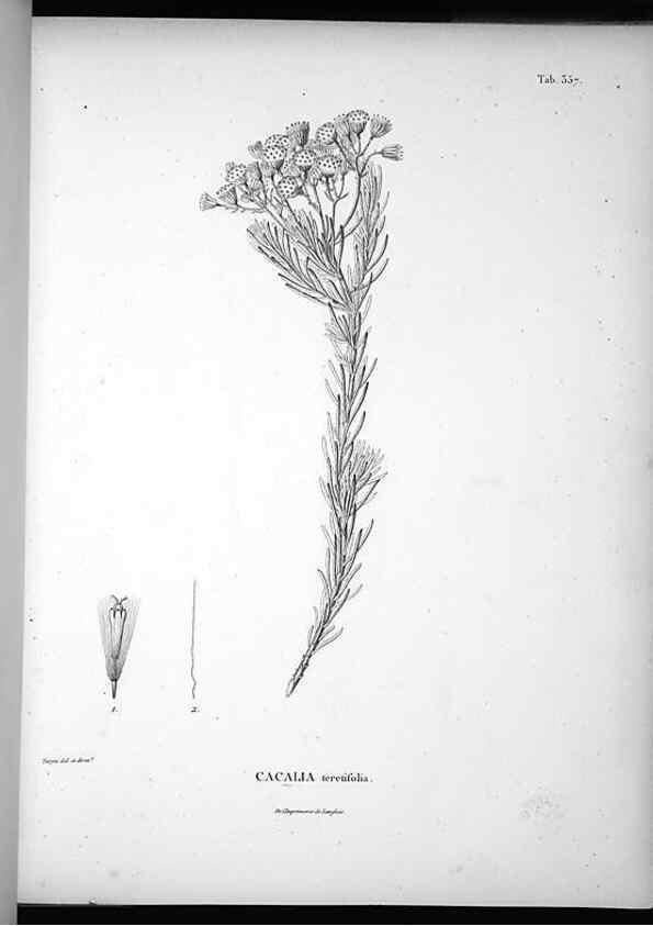 Reproducción/Reproduction 49556012508: Nova genera et species plantarum :. Antverpiae :Ex officina Christophori Plantini ...,1576.. 