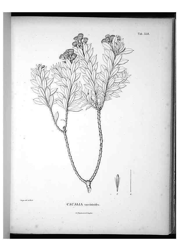 Reproducción/Reproduction 49556744567: Nova genera et species plantarum :. Antverpiae :Ex officina Christophori Plantini ...,1576.. 