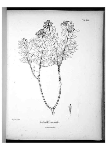 Reproducción/Reproduction 49556744567: Nova genera et species plantarum :. Antverpiae :Ex officina Christophori Plantini ...,1576.. 