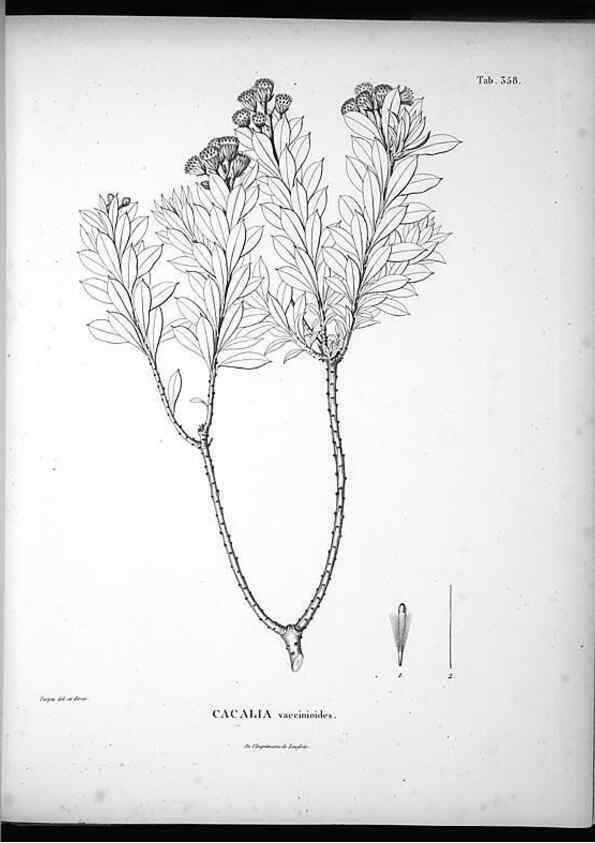 Reproducción/Reproduction 49556744567: Nova genera et species plantarum :. Antverpiae :Ex officina Christophori Plantini ...,1576.. 