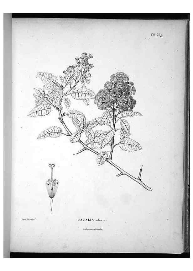 Reproducción/Reproduction 49556012903: Nova genera et species plantarum :. Antverpiae :Ex officina Christophori Plantini ...,1576.. 