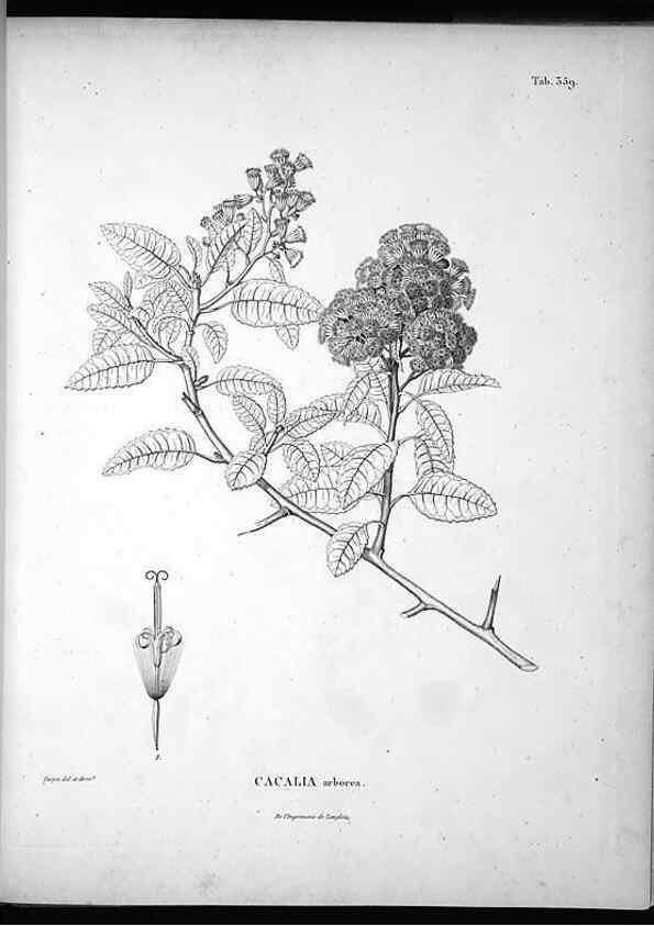 Reproducción/Reproduction 49556012903: Nova genera et species plantarum :. Antverpiae :Ex officina Christophori Plantini ...,1576.. 