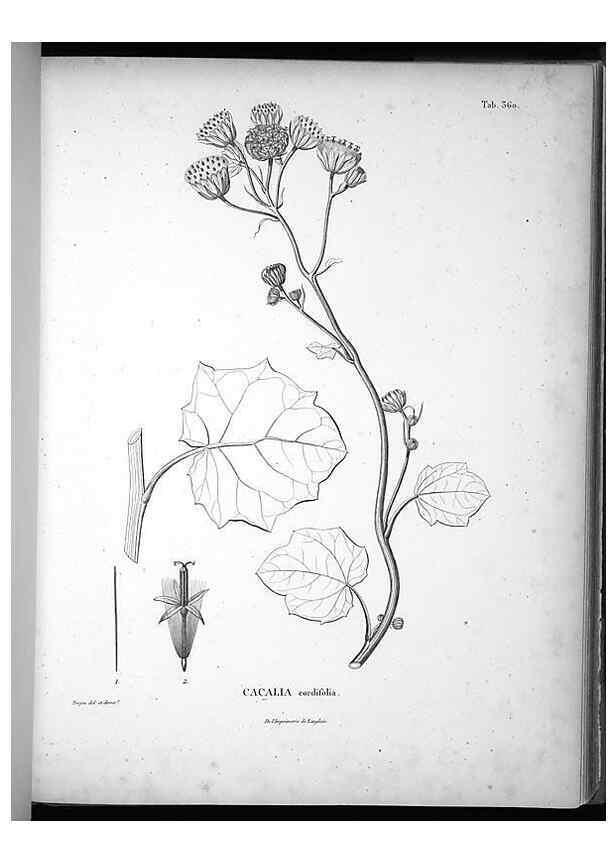 Reproducción/Reproduction 49556745042: Nova genera et species plantarum :. Antverpiae :Ex officina Christophori Plantini ...,1576.. 
