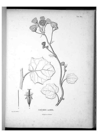 Reproducción/Reproduction 49556745042: Nova genera et species plantarum :. Antverpiae :Ex officina Christophori Plantini ...,1576.. 