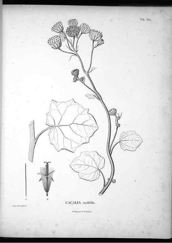 Reproducción/Reproduction 49556745042: Nova genera et species plantarum :. Antverpiae :Ex officina Christophori Plantini ...,1576.. 