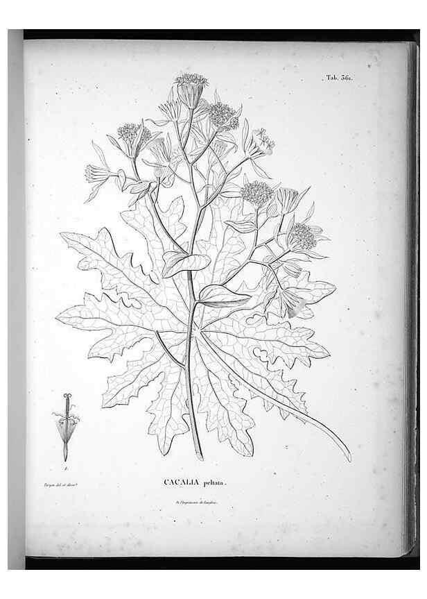 Reproducción/Reproduction 49556013293: Nova genera et species plantarum :. Antverpiae :Ex officina Christophori Plantini ...,1576.. 