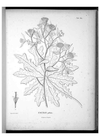 Reproducción/Reproduction 49556013293: Nova genera et species plantarum :. Antverpiae :Ex officina Christophori Plantini ...,1576.. 