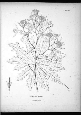 Reproducción/Reproduction 49556013293: Nova genera et species plantarum :. Antverpiae :Ex officina Christophori Plantini ...,1576.. 