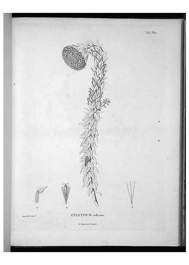 Reproducción/Reproduction 49556013498: Nova genera et species plantarum :. Antverpiae :Ex officina Christophori Plantini ...,1576.. 