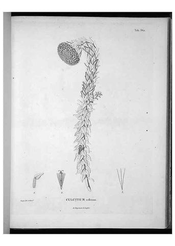 Reproducción/Reproduction 49556013498: Nova genera et species plantarum :. Antverpiae :Ex officina Christophori Plantini ...,1576.. 