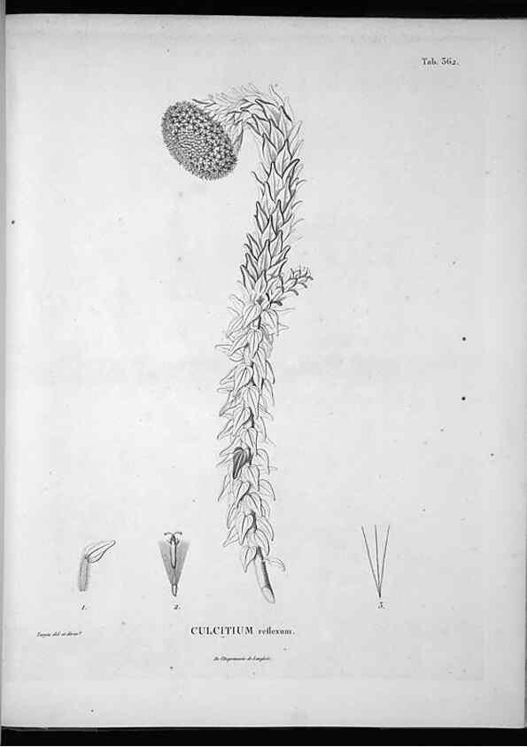 Reproducción/Reproduction 49556013498: Nova genera et species plantarum :. Antverpiae :Ex officina Christophori Plantini ...,1576.. 