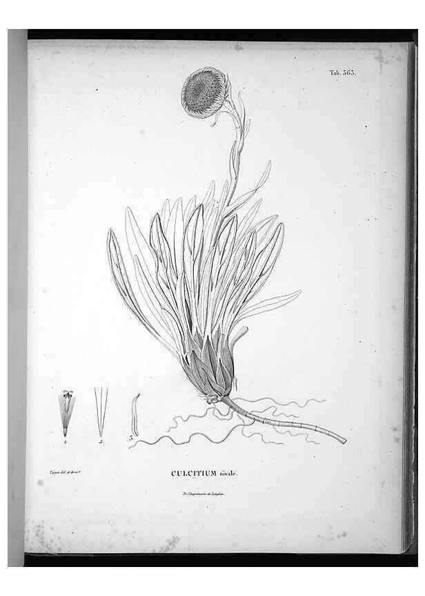 Reproducción/Reproduction 49556013693: Nova genera et species plantarum :. Antverpiae :Ex officina Christophori Plantini ...,1576.. 