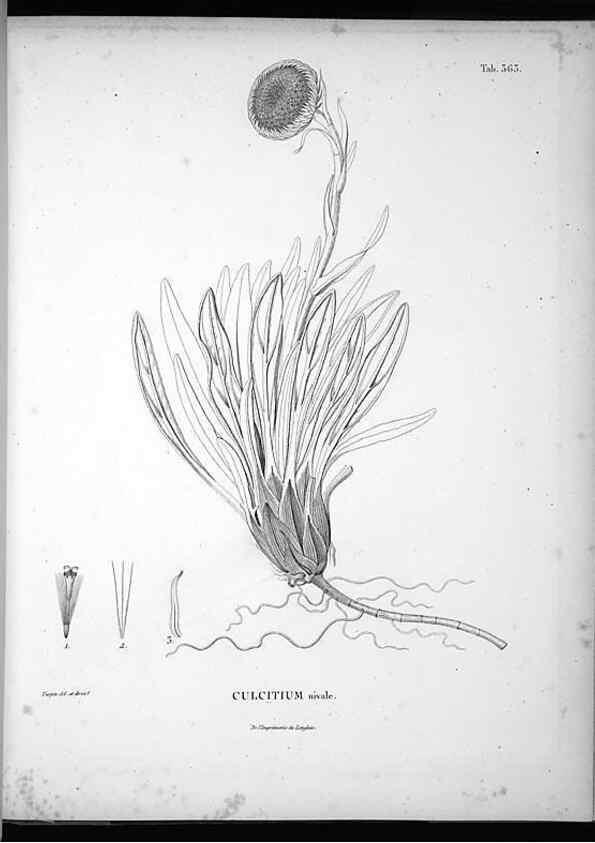 Reproducción/Reproduction 49556013693: Nova genera et species plantarum :. Antverpiae :Ex officina Christophori Plantini ...,1576.. 