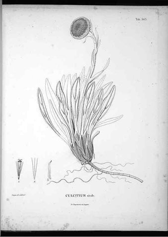 Reproducción/Reproduction 49556013693: Nova genera et species plantarum :. Antverpiae :Ex officina Christophori Plantini ...,1576.. 
