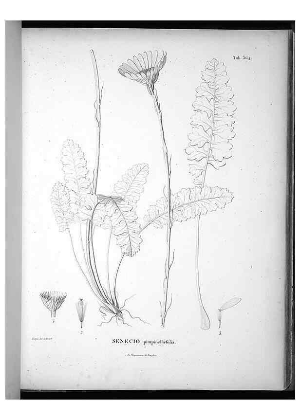 Reproducción/Reproduction 49556745747: Nova genera et species plantarum :. Antverpiae :Ex officina Christophori Plantini ...,1576.. 
